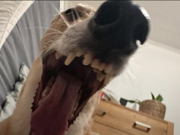 En hund gäspar stort med öppen mun i ett rum med byrå och växter i bakgrunden.