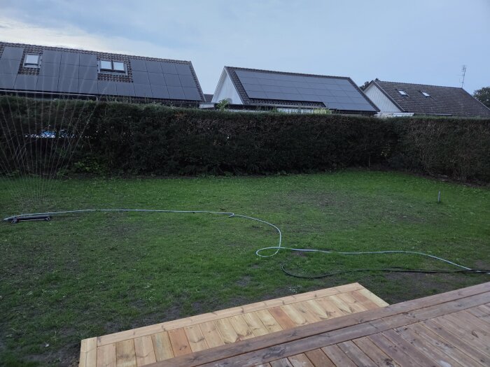 Gräsmatta med enstaka kala fläckar och vattenspridare i trädgård, omgiven av häck och hus med solpaneler på taket.