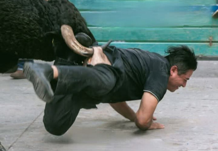 ```plaintext
Man i svart kläder ner på marken bredvid en tjur, hornet nära hans rygg.
```