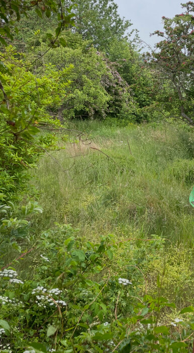 Viltvuxen trädgård omgiven av träd och buskar, sedd från en altan.