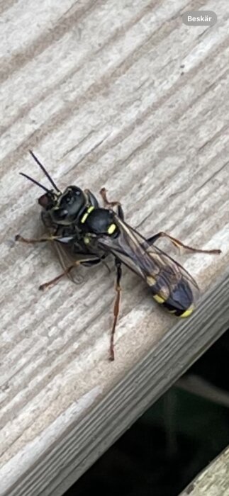 Insekt med svart och gul kropp på en trätrappa.