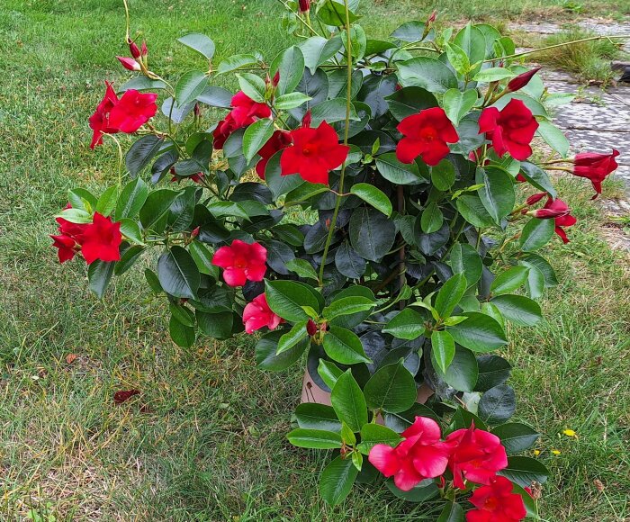 Bägarranka med röda blommor och gröna blad planterad för övervintring inomhus.