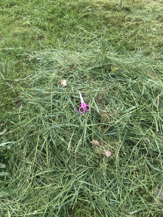 Sax liggandes på ovårdad gräsmatta, omgiven av högt gräs.