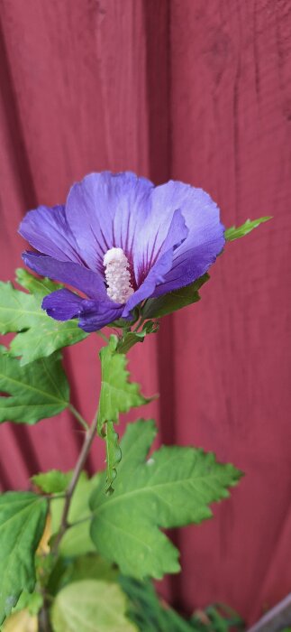 Blå hibiskusblomma i närbild, med en rik lila färg mot en röd träbakgrund.