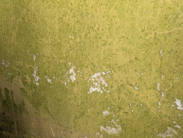 Vägg med gröna alger och vita fläckar av saltutfällning på en betongsockel från ett enplanshus, eventuellt dräneringsproblem.