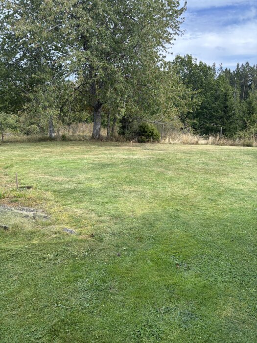 Grön gräsmatta med ett stort träd och skog i bakgrunden, potentiell plats för en gäststuga på 45 kvm.