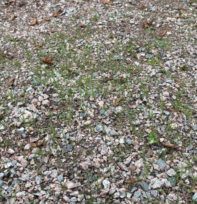Grusgång med små grässtrån som växer mellan stenarna, visar tecken på att gräsfrön börjat gro efter augustiregnen.