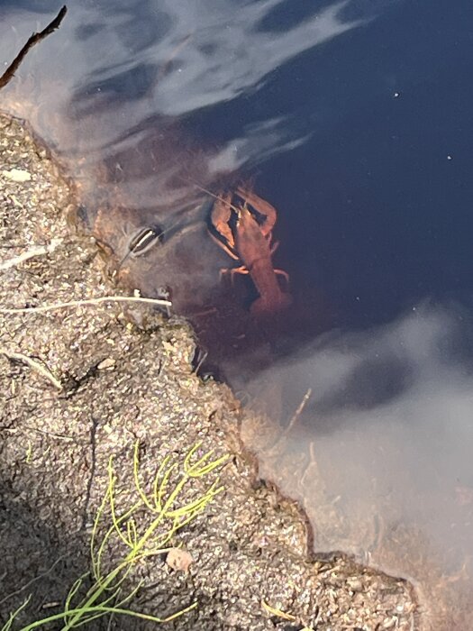 Kräfta i strandkanten vid en damm, delvis nedsänkt i vattnet.