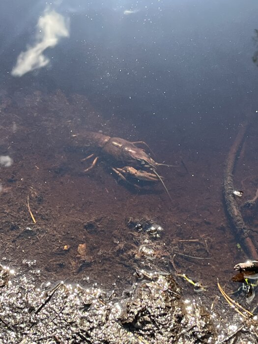 Kräfta synlig under vattenytan vid strandkanten, omgiven av mörk bottensediment och grumligt vatten.