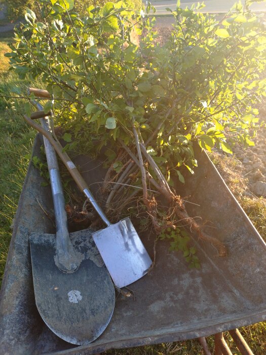 Spadar och krikonbuskar med rötter i en skottkärra på en solig trädgård.