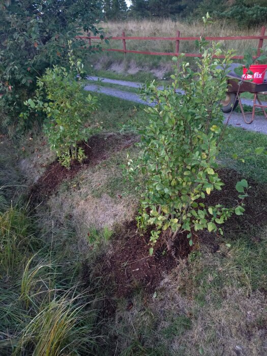 Nyplanterade krikonbuskar i trädgården, med röd stängsel och skottkärra i bakgrunden.