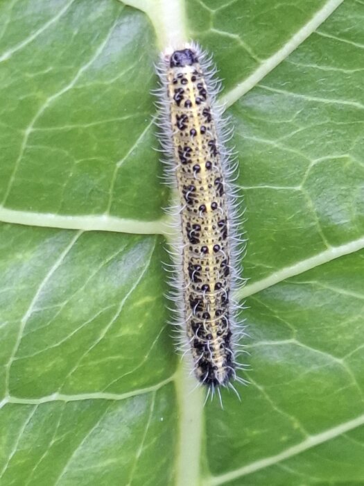 Larv med svart och gul teckning och borst, krypande på ett grönt blad av pepparrot.