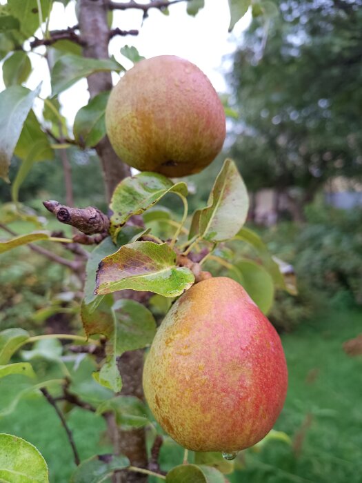 Päronträd med två omogna päron i början av hösten, omgivna av gröna blad.