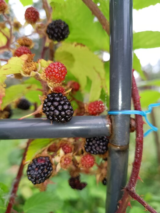 Björnbär som växer på en gren, både röda omogna och svarta mogna bär är synliga bland gröna blad och ett stöd av metall.