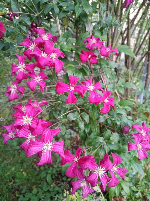 Närbild av blommande klematis med rosa blommor mot en bakgrund av gröna blad i trädgården.