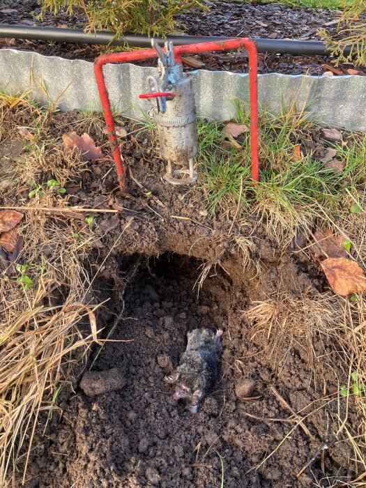 En mullvad ligger död i en jordhåla intill en fälla monterad på en röd pinne i en trädgård.