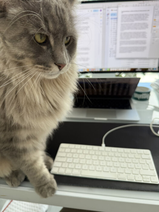 Grå katt bredvid tangentbord och skärm, kopplad till inlägg om att katten "Laban" vill äta mycket godis.