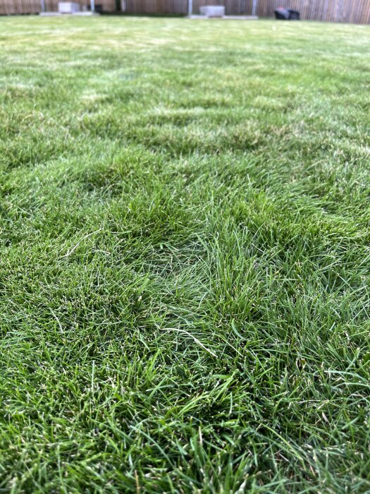 Närbild av en gräsmatta med ojämnheter och tuvor, där gräset är olika tätt och vissa delar syns som små kullar.