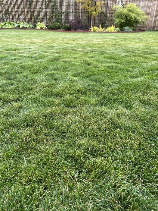 Ojämn gräsmatta med täta tuvor och synliga kullar mellan dem. Växter och trädgårdsstaket i bakgrunden.