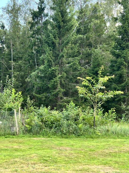 En gräsmatta med grönska framför en skog av höga granar och lövträd.