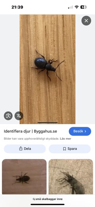 Liten svart skalbagge, 2-4 mm, kryper på trägolv inomhus.