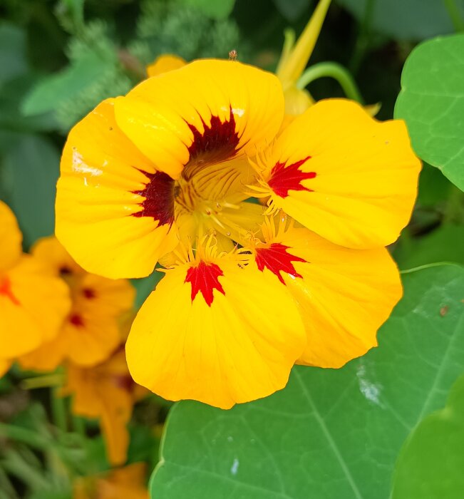 Gul-orange krasseblomma med röda markeringar och gröna blad i bakgrunden.