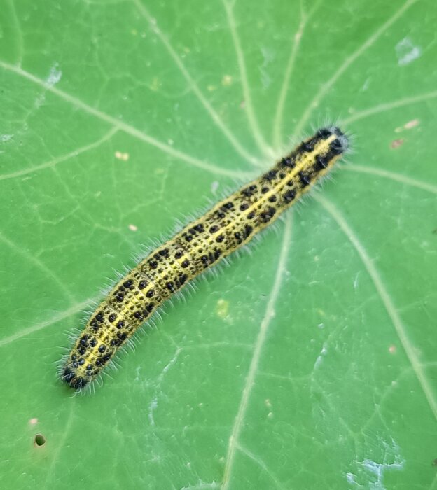 Gul och svart kålmask på grönt blad av krasse.