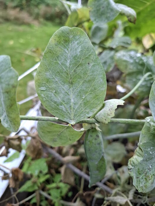 Grön ärtplanta med blad täckta av vitt mögelliknande beläggning, omgiven av andra gröna blad och gräsmatta i bakgrunden.