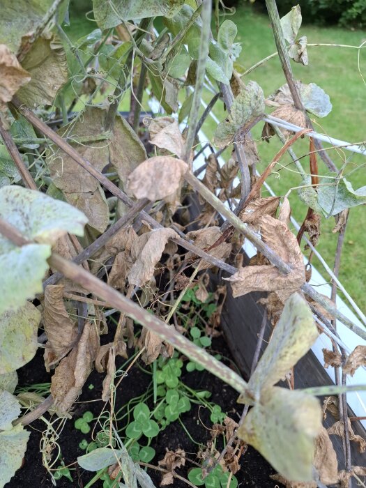 Ärtväxter med bruna, skrumpna blad visar tecken på mögelangrepp i en trädgårdsbädd.