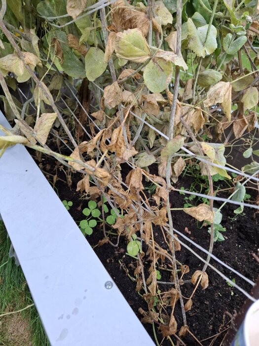 Vissna ärtväxter med brunaktiga blad, delvis omgivna av grön, frisk vegetation i vad som verkar vara en odlingsbädd.