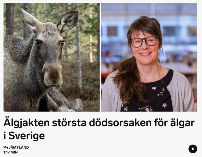 Älg i skogen bredvid kvinna inomhus, med text om älgjakten som största dödsorsak för älgar i Sverige.