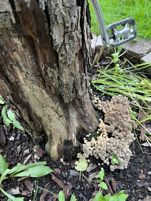 Svampar växer vid foten av ett gammalt päronträd med sprucken bark och omgivande grönska i en trädgård.