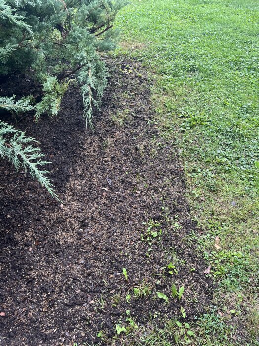 Nysått gräsområde bredvid buske, med toppdress och några nya gröna skott synliga på marken.