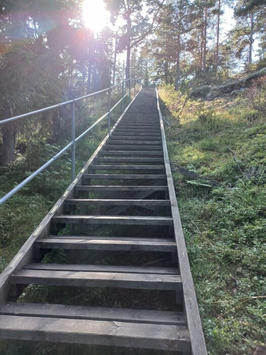 Trätrappa i skogsmiljö fångad i solljus, leder uppåt omgiven av grönska.