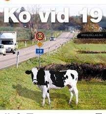 En ko står intill en landsväg bredvid en trafikskylt med siffran 19. Texten "Ko vid 19" syns ovanför i bilden.