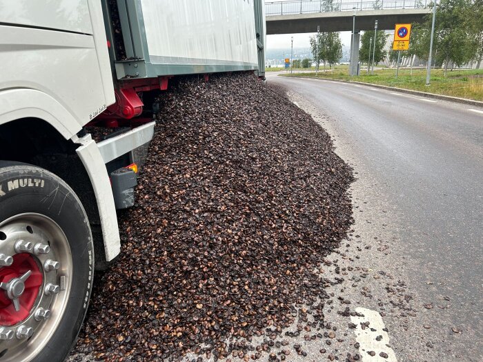 Lastbil har tappat last av bruna bönor på vägen, blockerar körfält under viadukt.
