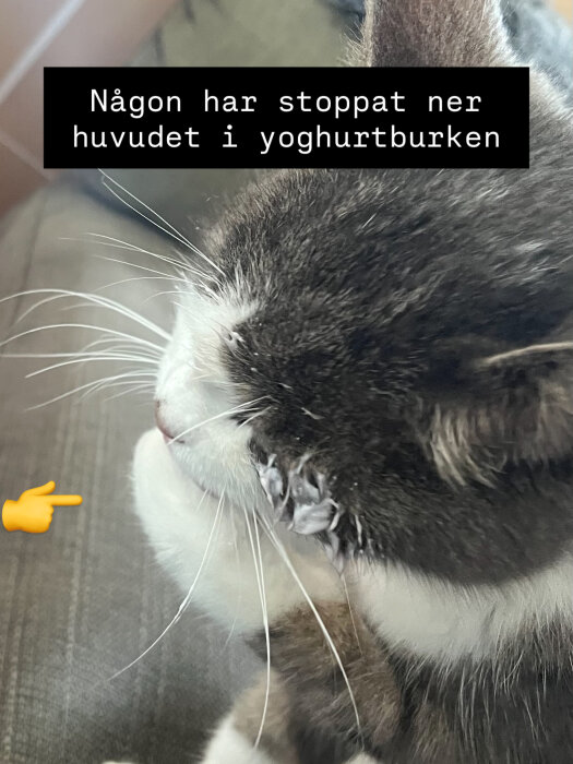 Katt med yoghurt runt munnen och en text som säger "Någon har stoppat ner huvudet i yoghurtburken".