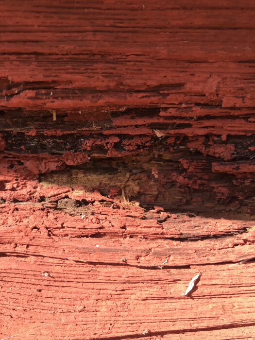 Röd timmerstock med skador från trämjöl och svartmögel.
