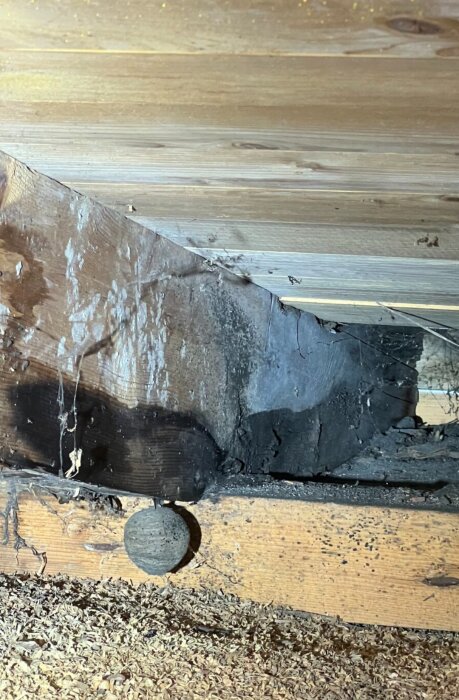 Träpanel med mörka fuktfläckar och mögel, tecken på tidigare läckage eller skada, med vid botten ett litet getingbo och träspån på golvet.