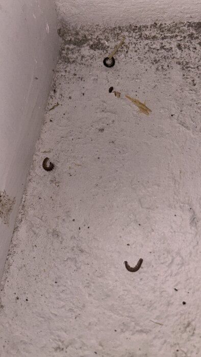 Döda insekter på ett smutsigt golv i ett pannrum. Flera små bruna och svarta insekter är spridda över ytan.