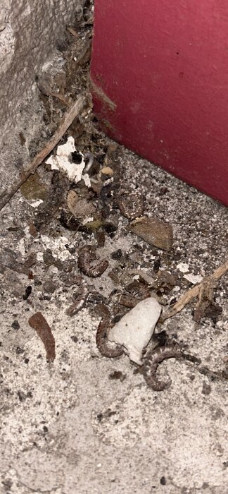 Döda små insekter och skräp på ett betonggolv i ett hörn av ett pannrum.
