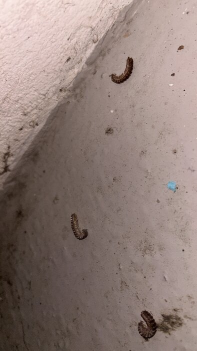 Tre döda insekter på ett smutsigt pannrumsgolv, möjligen skadedjur, hittade nära golvbrunn i pannrummet.