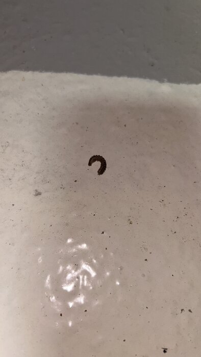 Död insekt på ett ljusgrått betonggolv i ett pannrum, liknar en liten mörkfärgad larv eller mask.