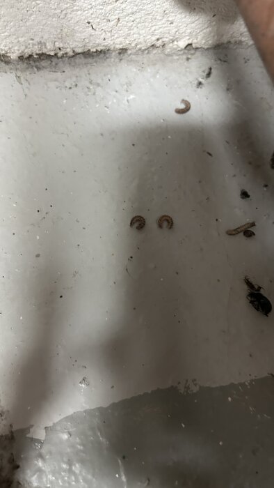 Döda insekter på ett grått golv i ett pannrum, inklusive två små larver och en skalbagge.