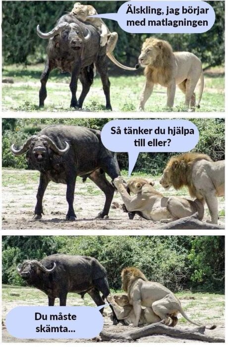 Lejon och lejoninna jagar en stor buffel på savannen, med humoristiska pratbubblor om matlagning och samarbete.