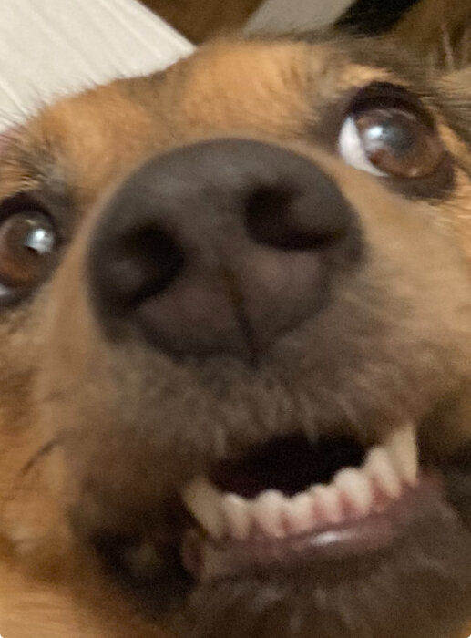 Närbild på en hunds ansikte med öppen mun och synliga tänder.
