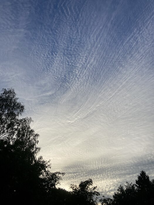 Himlen tidigare idag med tunna molnstrimmor över trädkronor.
