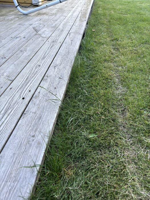 Gräsmatta vid träaltan med oklippt gräs längs kanten, visar resultatet av en gräsklippare som lämnar en remsa oklippt.