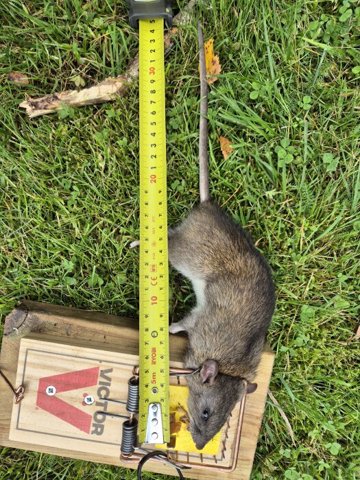 Fälla med stor råtta och måttband på gräsmatta.