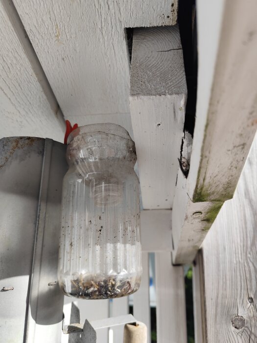 Hemmagjord getingfälla av en petflaska monterad i en takkonstruktion under en takterrass.